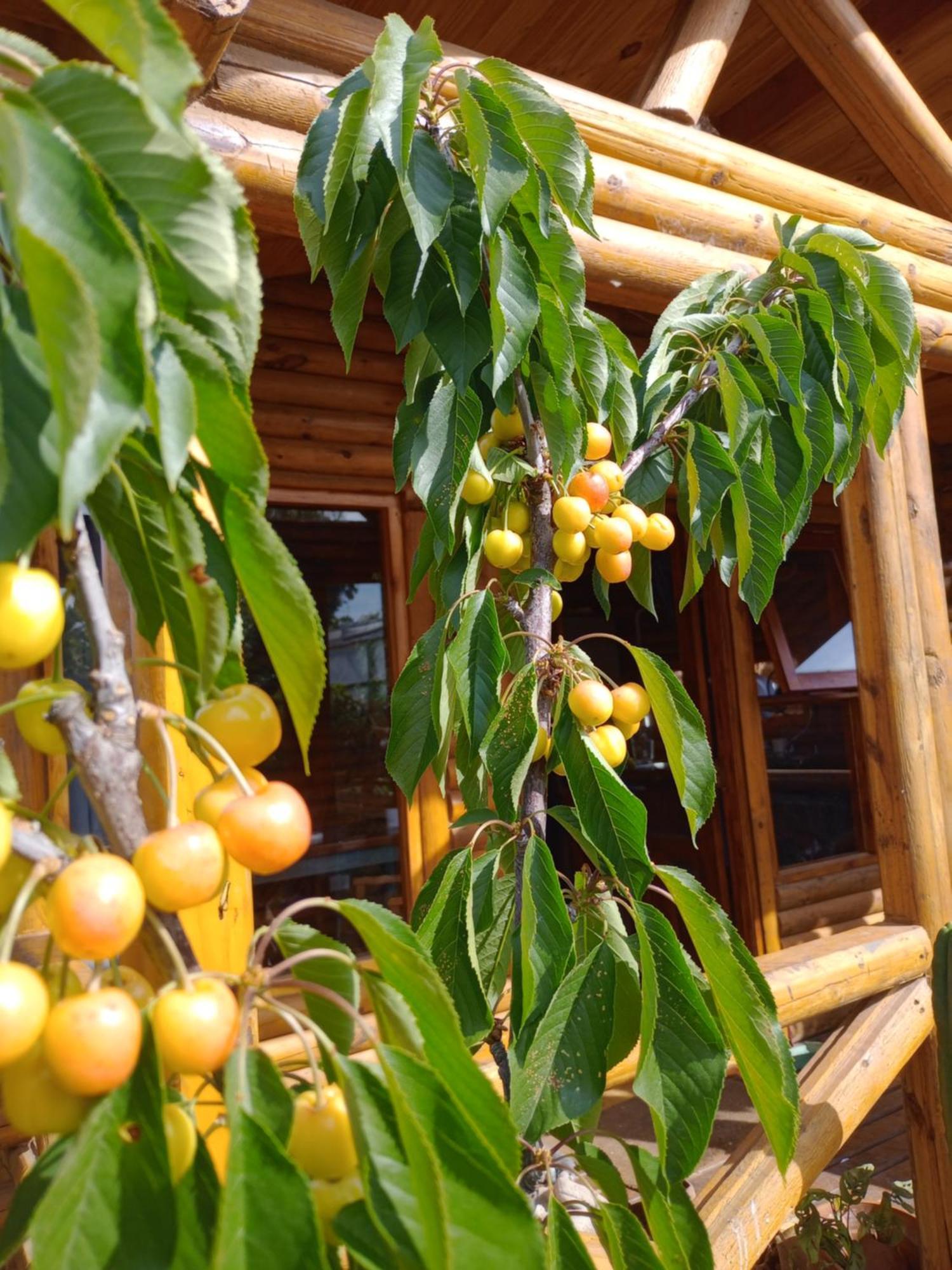 Foresta Acantilados, Casa Container Y Cabana De Troncos Мар дел Плата Екстериор снимка