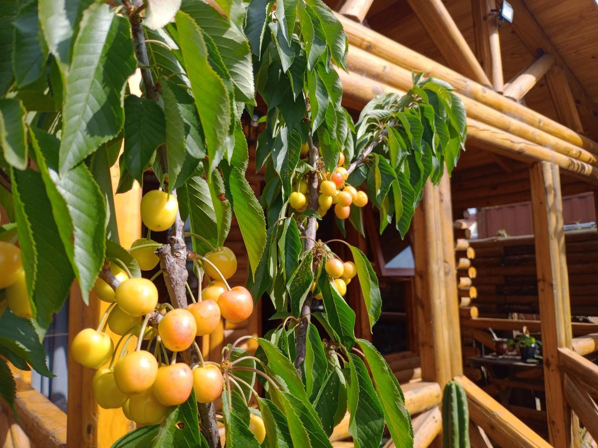Foresta Acantilados, Casa Container Y Cabana De Troncos Мар дел Плата Екстериор снимка